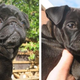 A comparison of Pelle the retropug, on the right, with a 7-year-old, unrelated female black pug, on the left.